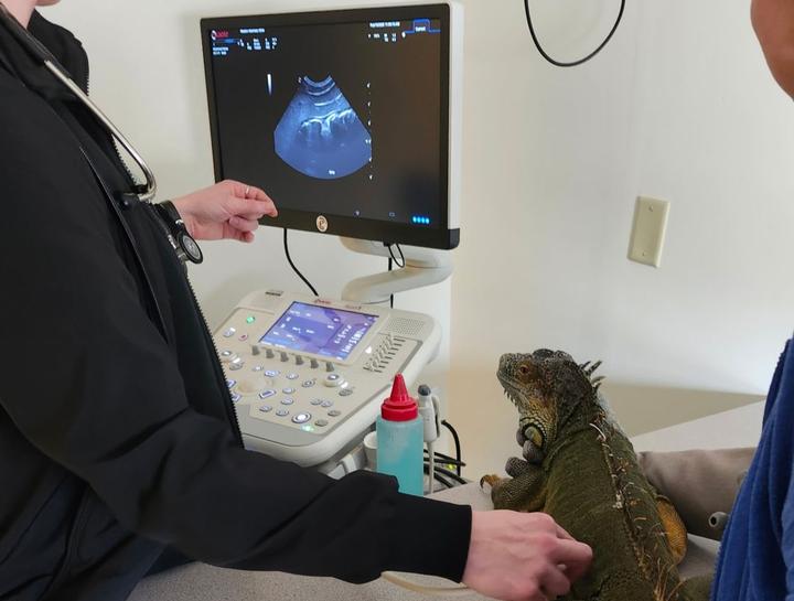 Pet Ultrasound