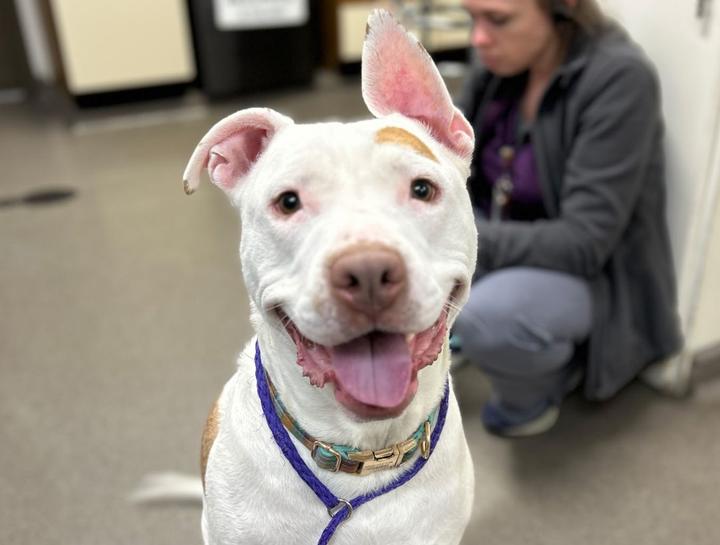 $city Pet Dentist
