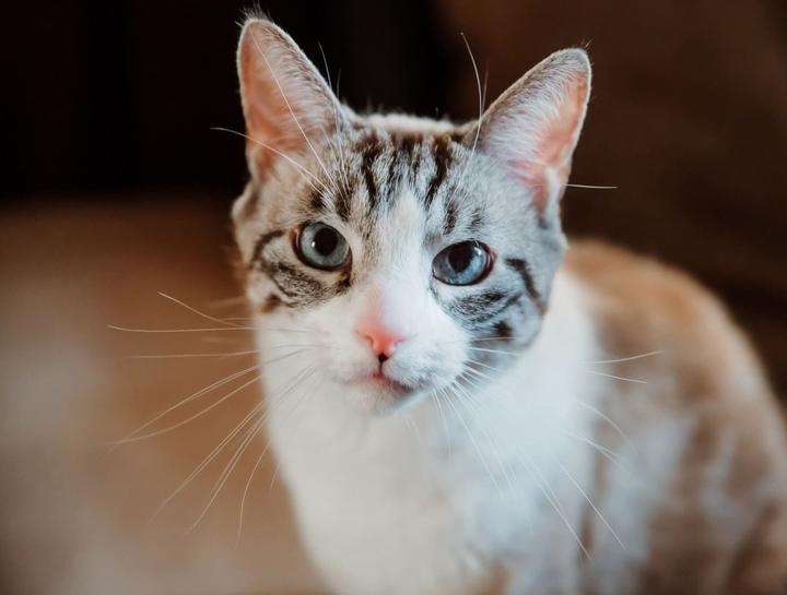 Pet Health Club for Cats
