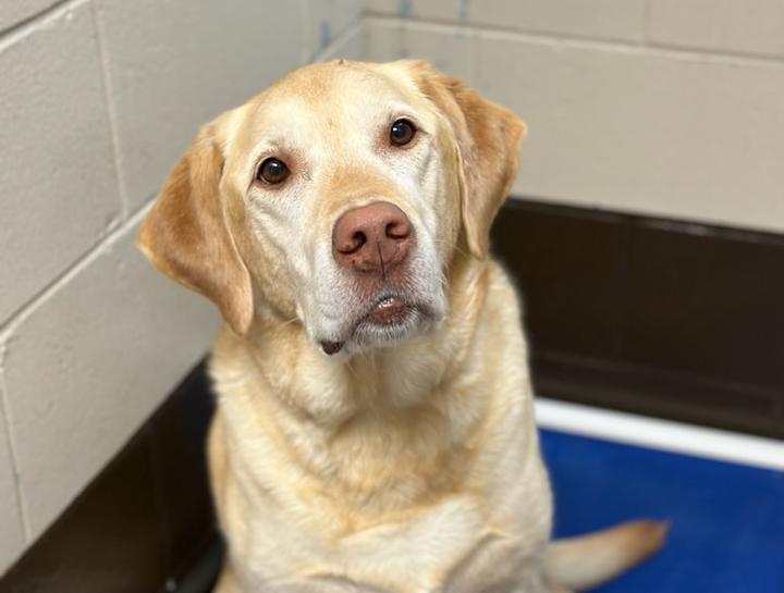 Emergency Veterinary Care