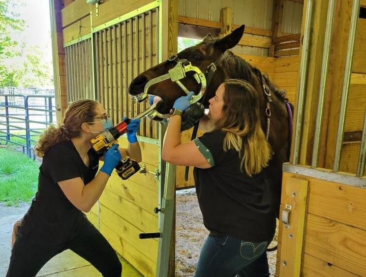 South Bend Equine Veterinarians