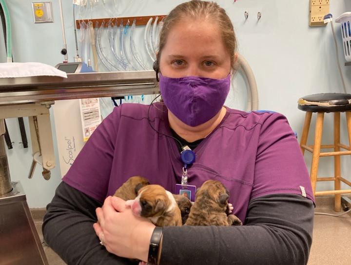 South Bend Veterinary Surgeries