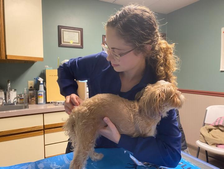 Alternative Veterinarian in South Bend