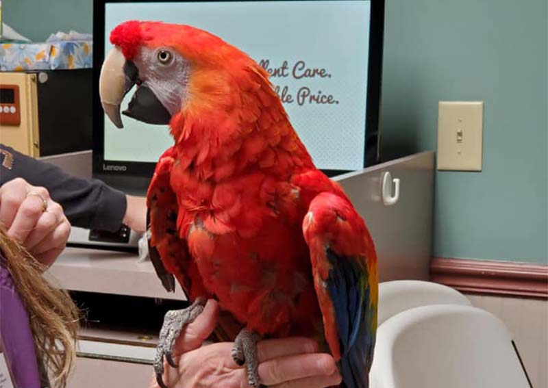 Bird Veterinary Care, South Bend