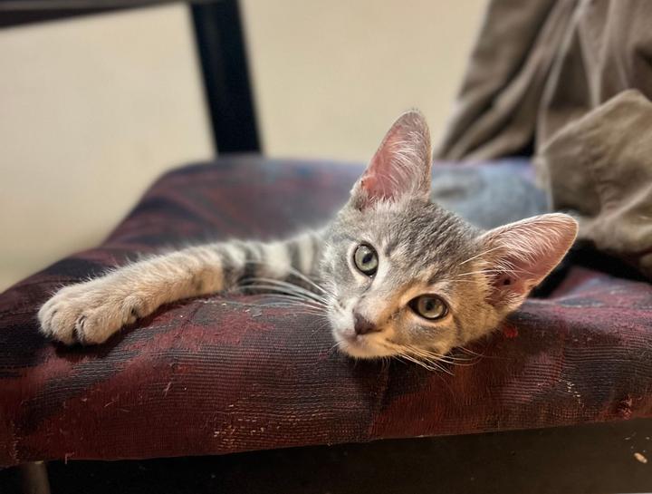 Pet Health Club for Kittens