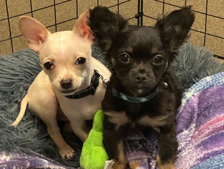 Pet Health Club for Puppies