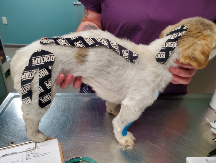 Kinesiology Tape Therapy Western Veterinary Clinic