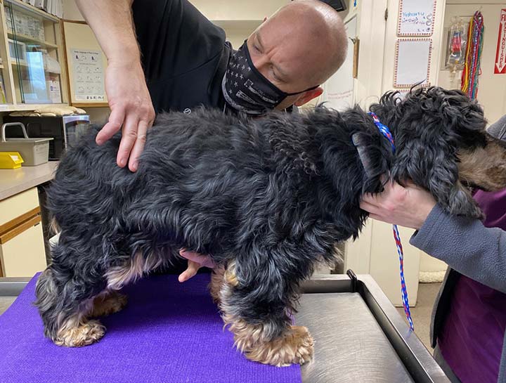 $city Animal Chiropractic Services