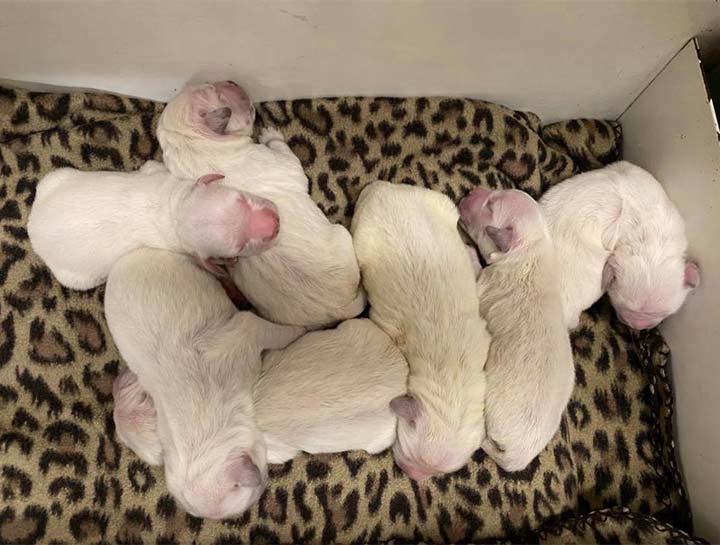 Canine Reproduction Veterinarian