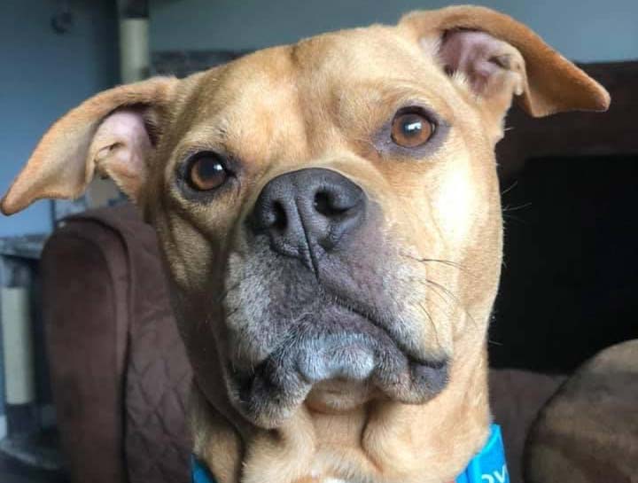 Dog Genetic Testing