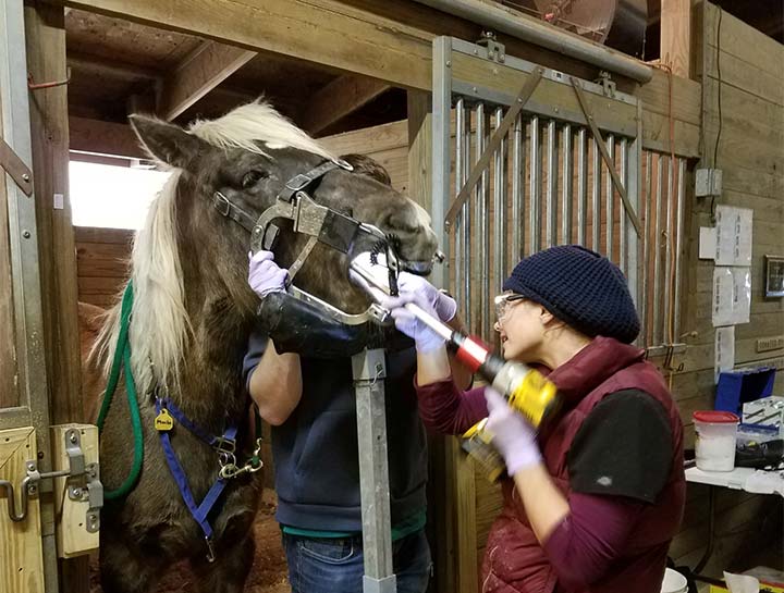 Equine Dentistry Routine Exams & Surgeries
