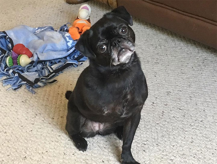 Orthopedic Pet Surgery
