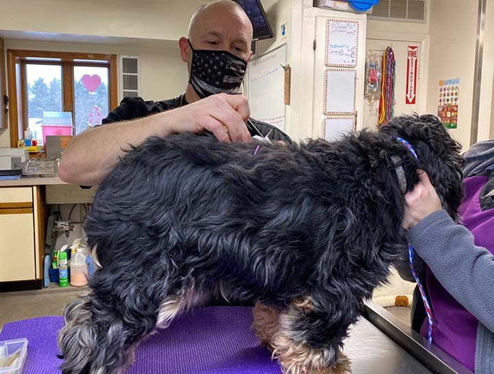 Pet Acupuncture