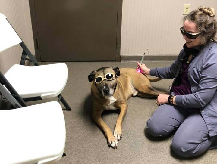 Laser Therapy for Dogs