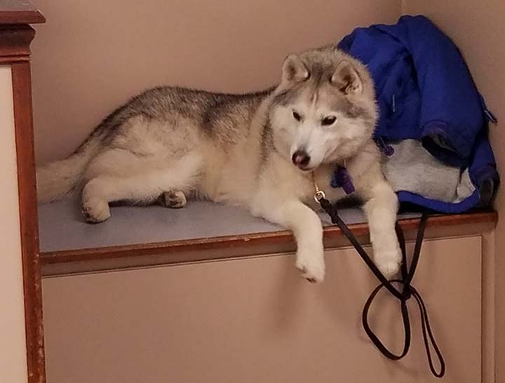$City Pet Physical Therapy
