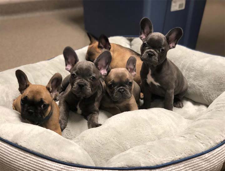 Puppy Care